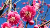 春到来☆長瀞「梅まつり」は２月下旬から始まります。